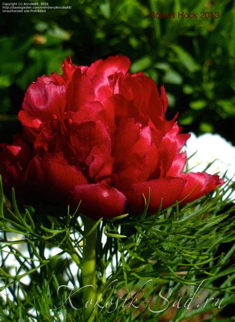 P. Tenuifolia Rubra plena (Пион узколистный махровый) - Коллекция ...