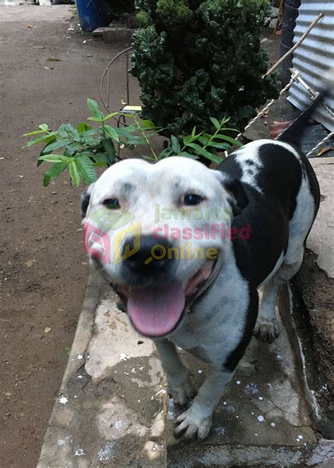 For Sale: Pitbull Rottweiler German Shepherd Mix Puppies - Kingston