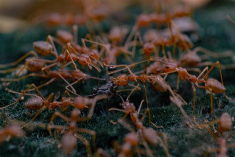 Prepare to Treat for Fire Ants When Temps Rise