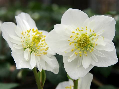 What Is A Christmas Rose Plant at Claude Mardis blog
