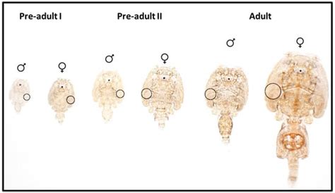 Cleaner Fish Do Not Impact the Pigmentation of Salmon Lice ...