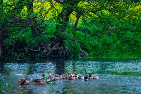 水里游泳的鸭子春天鸭子河里嬉戏玩耍摄影图配图高清摄影大图-千库网