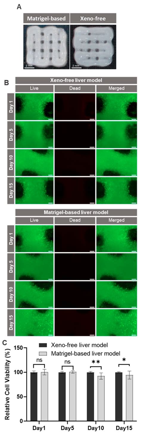 Xeno-Free 3D Bioprinted Liver Model for Hepatotoxicity Assessment