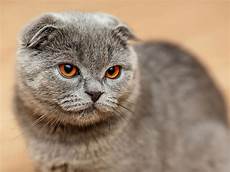 shorthair cat shorthair cat breeds britannica shorthair cat shorthair cat breeds britannica