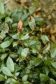 Disease Management in Tea – Khethari