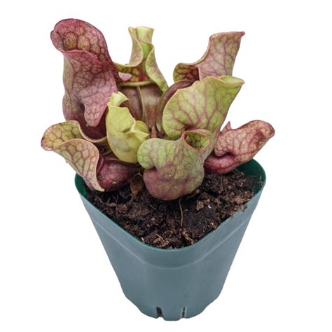 Buy Sarracenia Purpurea Plant Online | Purple Pitcher Plant | Soiled