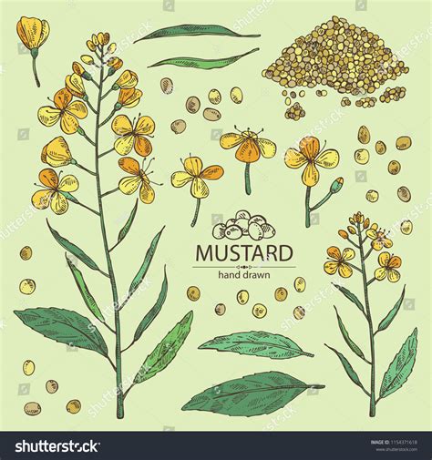 Mustard Seed Plant Drawing