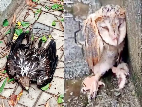 Birds in peril: Nearly 2K bird injuries in 2 months