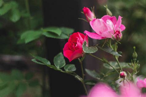 How to Grow and Care for Hybrid Tea Roses