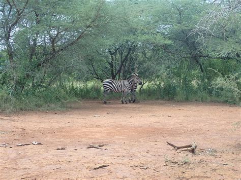 CAMPING IN AKAGERA NATIONAL PARK (2025) All You Need to Know BEFORE You ...