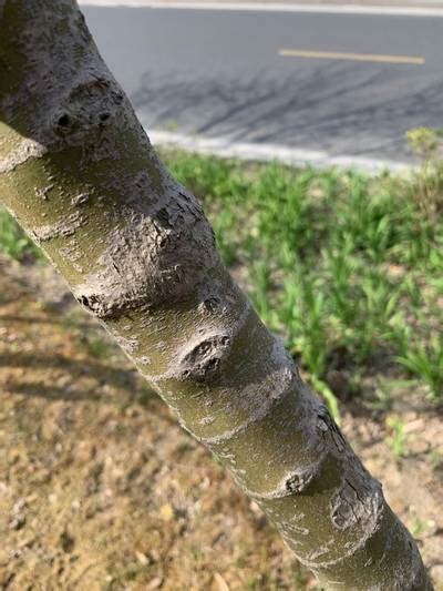 Urban Street: Trunk - Dataset Ninja