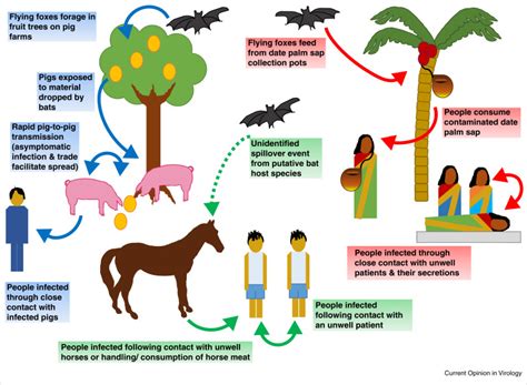 Nipah virus ~ Nursing Path