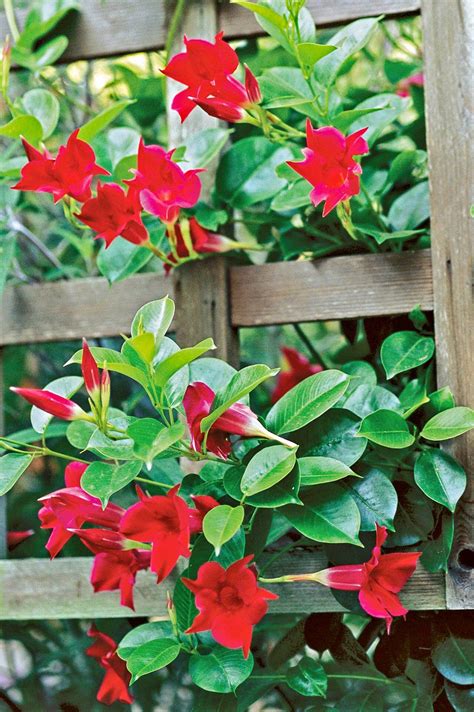 Mandevilla guide how to grow care for vining mandevilla plants – Artofit