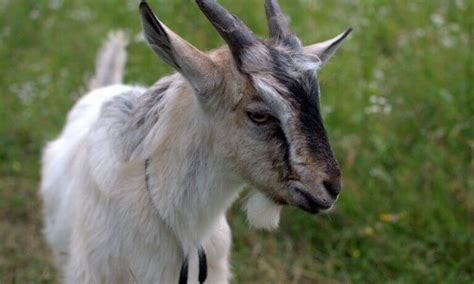 Image result for Goat Cheese Making Process