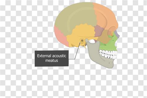 Image result for Temporal Bone Mastoid Process