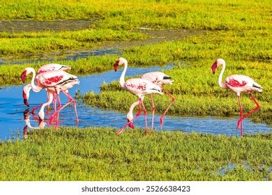 Bing Flamingo Wallpaper 的图像结果