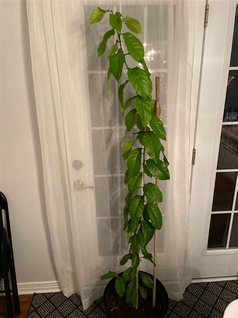 Image result for Lemon Tree Pruning