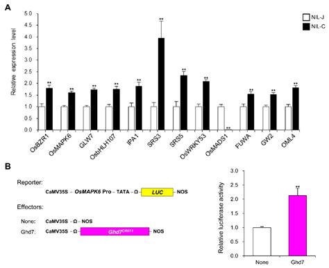 GLW7.1, a Strong Functional Allele of Ghd7, Enhances Grain Size in Rice
