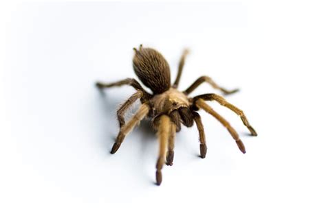 Image result for Root Bug Computer