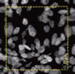 Image result for Amira Cell Segmentation Tutorial