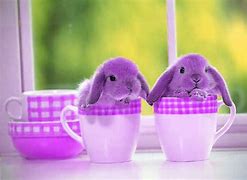 Image result for Bunnies in Spring Time