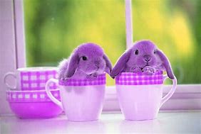 Image result for Spring Animals Bunnies