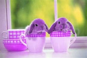 Image result for Black Baby Bunnies