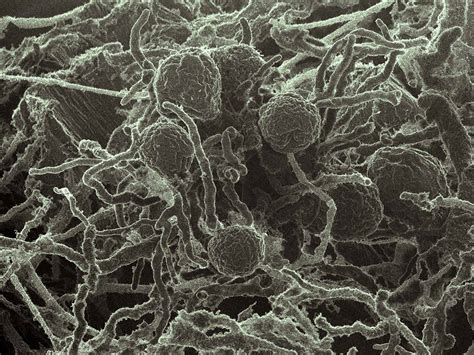 50 Facts About Nature - Facts.net