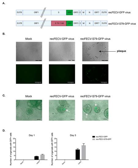Development of Feline Ileum- and Colon-Derived Organoids and Their ...
