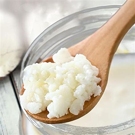 Mr Kefir - Live Milk Kefir Grains (Premium/Large Size 10 Grams) | Lab ...