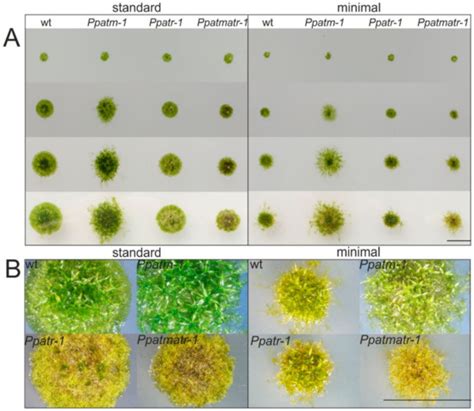 The Importance of ATM and ATR in Physcomitrella patens DNA Damage ...