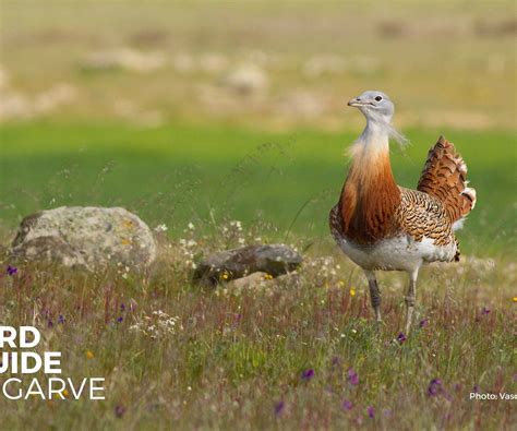 BIRD GUIDE ALGARVE (2026) All You Need to Know BEFORE You Go (with ...