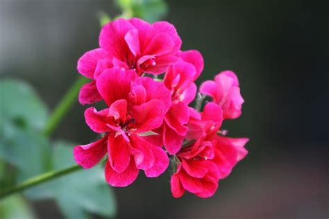 Geranium Flower Uses at Linda Rice blog
