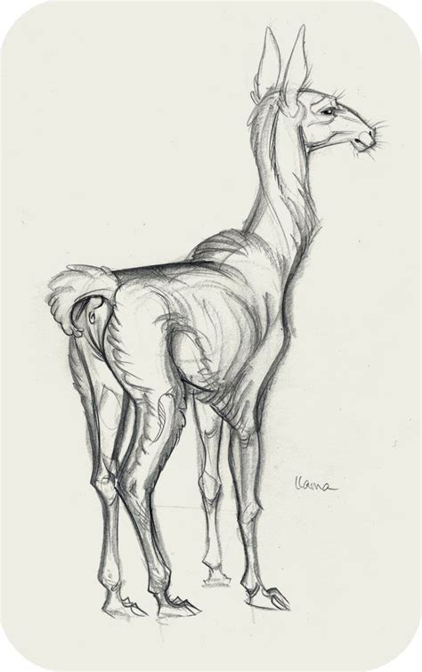 animal drawing name