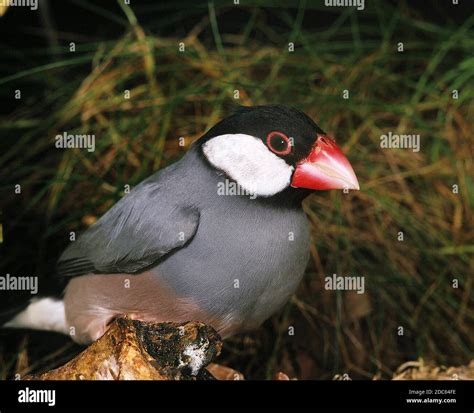 Image result for Java Sparrow Breed