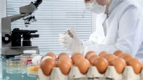 Why Contaminated Eggs In India Are Compromising Food Safety And What We ...