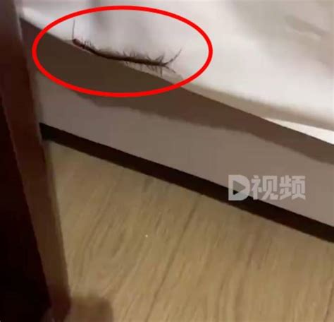 男子住酒店被床上蜈蚣咬伤，酒店回应：第一次出现蜈蚣，以前没有过，房间会打扫，都是一客一换_症状_网友_全身