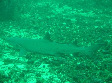 Boracay Island Divers - 2021 What to Know Before You Go (with Photos ...