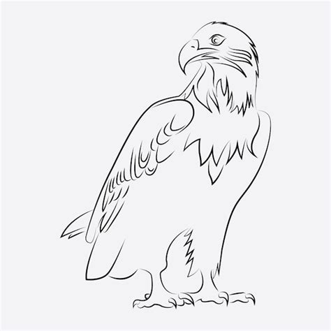 Adler Vogel Strichzeichnungen | Premium Vektor