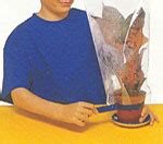 How Plants Grow?