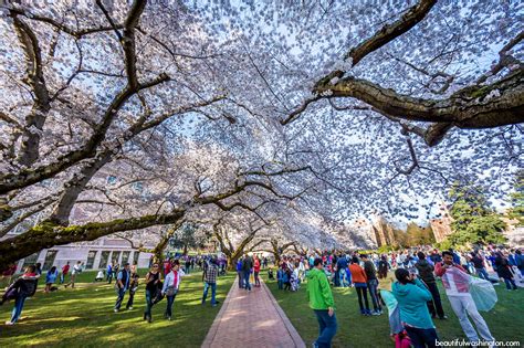 Cherry Blossoms at the University of Washington