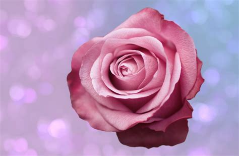 Image result for Native Android Application