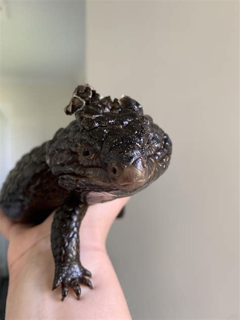 Why is blue haired destiny so mean : r/Destiny