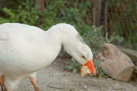 55 Things Geese Can Eat and 14 Things They Cannot