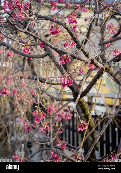 Spring Tree 的图像结果