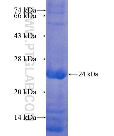 SLC35F2 Fusion Protein Ag20901 | Proteintech