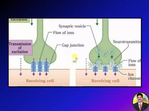 Nerve impulse transmission | PPTX - mechanism of transmission of nerve impulse