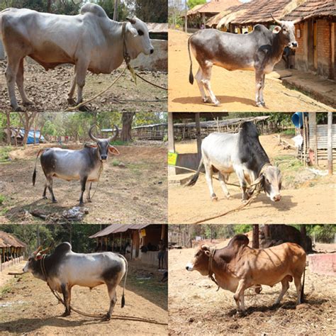 Dairy farming and the various breeds involved — lesson. Science State ...