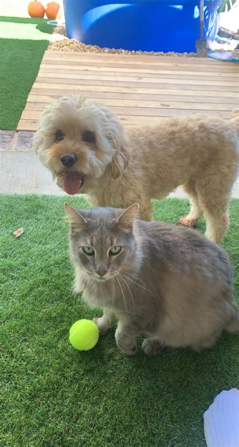 Image result for Cockapoo Memes