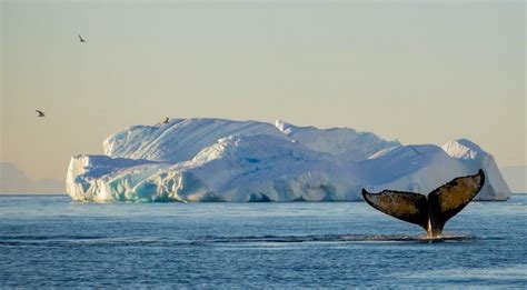 Whale of a tale? The stories about whales helping tackle climate change ...